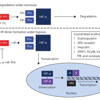 Hypoxia And Nf B Activation During Hypoxic Hif Binding To The Hre