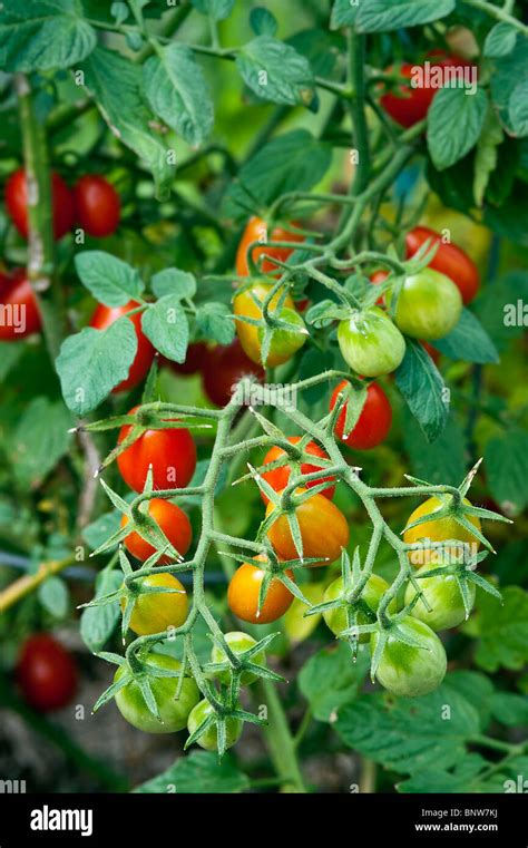 Tomato Plant Hi Res Stock Photography And Images Alamy