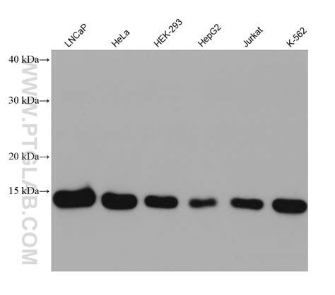 Fis1 Antibody 66635 1 Ig Proteintech 武汉三鹰生物技术有限公司