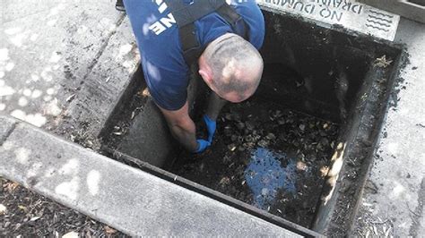 Firefighters Rescue Ducklings Stuck In Storm Drain