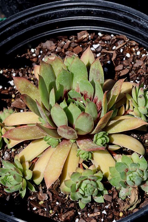 Chick Charms GIANTS Gold Mine Hens And Chicks Sempervivum Gold Mine