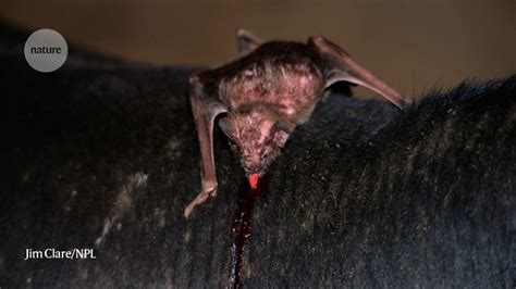 Culling Vampire Bats Failed To Beat Rabies And Made The Problem Worse