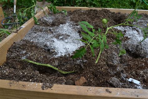 Growing Days Into The Trenches How To Trench Plant Tomatoes