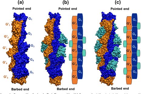 Figure From Molecular And Structural Basis Of Actin Filament Severing