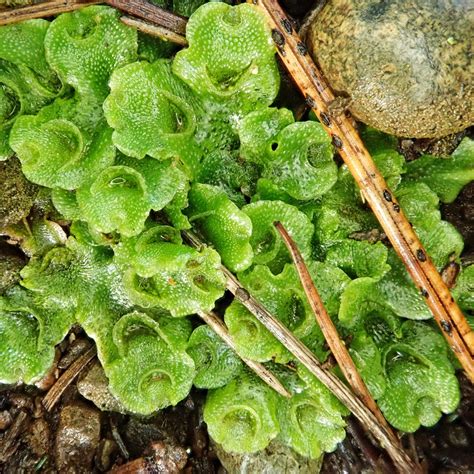 Lunulariaceae 10 000 Things Of The Pacific Northwest