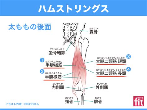 【ハムストリングス】筋肉のしくみと効果的な筋トレ、ストレッチの方法 ★動画あり（大腿二頭筋、半腱様筋、半膜様筋） 大阪・阿倍野で完全個室の