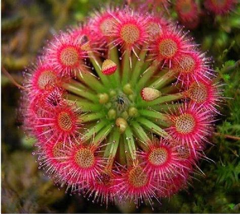 Carnivorous Sundew Drosera 50 Seeds Rare Tropical Exotic Plant Seed..