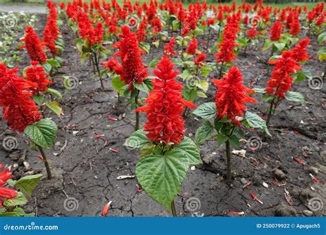 Flores Rojas Brillantes De Salvia Splendens En Mayo Foto De Archivo