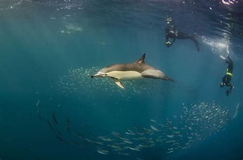 Greetings Card Of Long Beaked Common Dolphin Delphinus Capensis