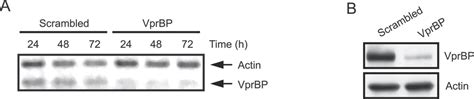 Depletion Of Vprbp Using Sirna Hek293 Cells Were Transfected With 300