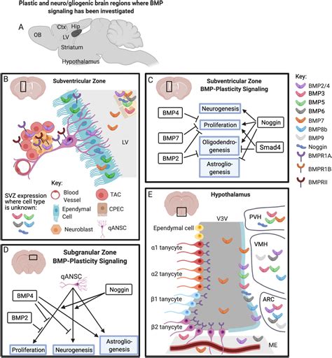 Bone Morphogenetic Proteins Bmps In The Central Regulation Of Energy