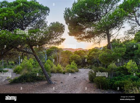 Sun Shining Through A Wild Forest Near Christmafry S A Hiking Area At