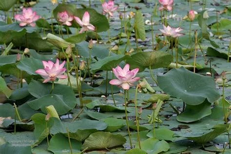 Interesting Facts About The Lotus Plant Description And Uses HubPages