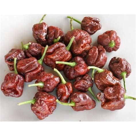 Comprar Sementes De Trinidad Scorpion Chocolate