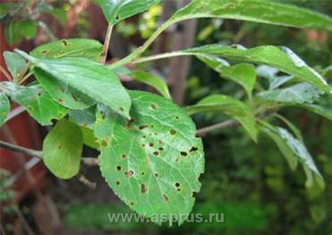 Система защиты косточковых культур | АППЯПМ