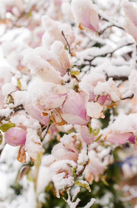 Flowering Magnolia Tree And Snow Stock Image Image Of Park White