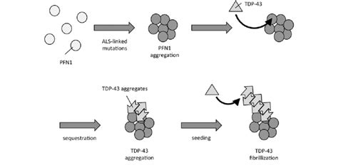 Schematic Model Of Tdp 43 Aggregation By Als Linked Pfn1 Mutations