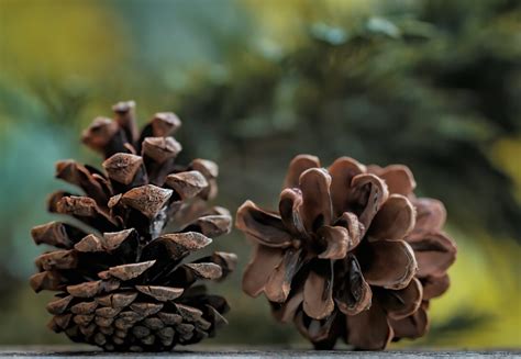 The Symbolism Of Pine Cones Top Meanings Give Me History