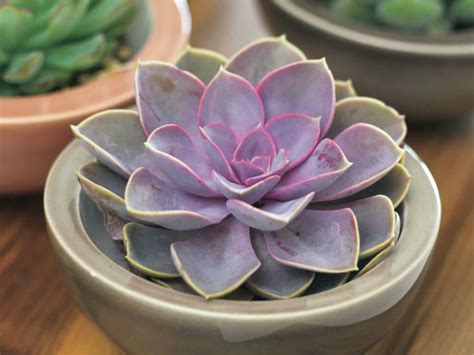 Echeveria Purple Pearl World Of Succulents Echeveria Succulents