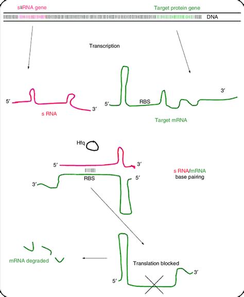 Generalised Representation Of An Srna Small Regulatory Ribonucleic