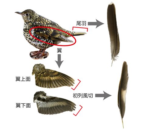 第1回 まずは、初列風切と尾羽だけを覚えよう！ 図鑑jp