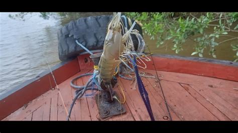 Mancing Udang Galah Habis Makan Auto Galah Si Capit Biru Strike Youtube