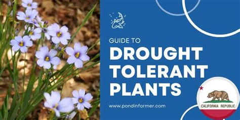 20 Drought Tolerant Plants for California - Pond Informer