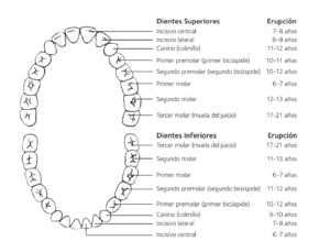 A qué edad se caen los dientes de leche Blog Dental Irriak