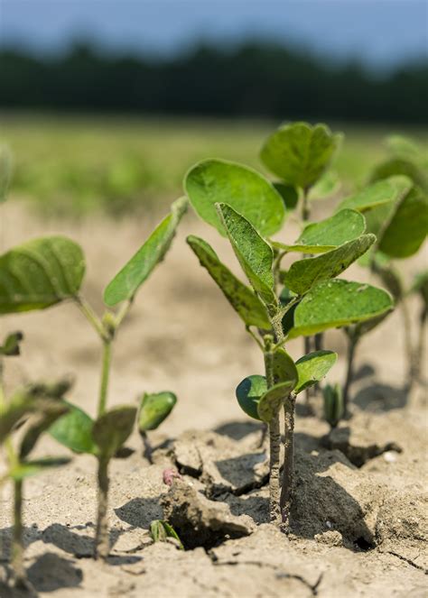 Soybean Planting Hits Home Stretch Ahead Of Schedule Mississippi