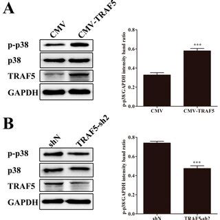 Csfv Infection Promotes P Mapk Activation In Pams A Western Blot