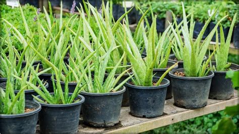 How To Harvest Aloe Vera Leaves