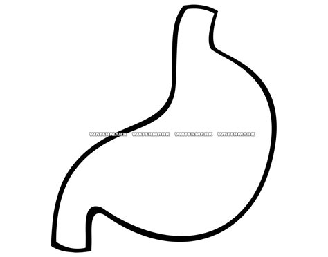 Stomach Svg Stomach Dxf Stomach Png Stomach Clipart Etsy