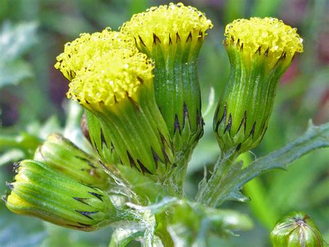 Photographs Of Senecio Vulgaris UK Wildflowers Group Of Flowerheads