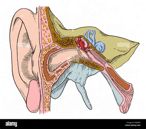 Ear Canal Diagram Hi Res Stock Photography And Images Alamy