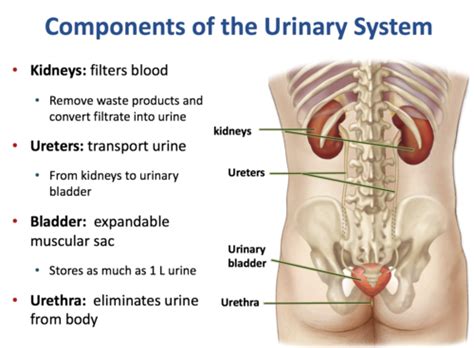 Urinary 1 Flashcards Quizlet