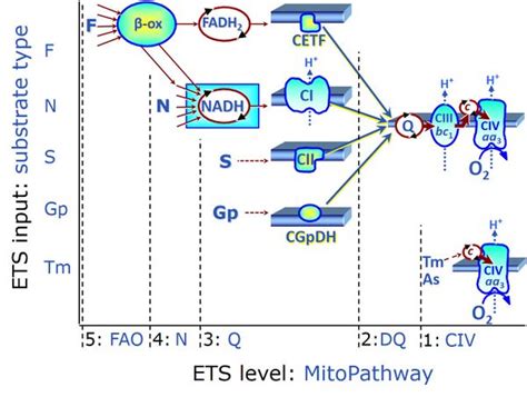 Electron Transfer Pathway State Bioblast