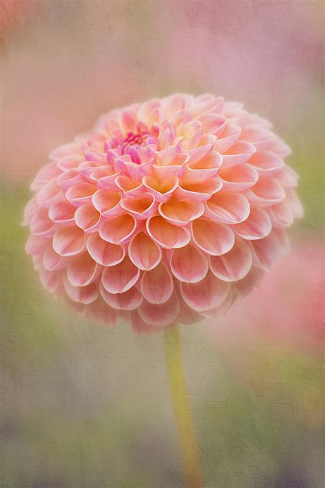 Pom Pom Dahlia Photograph By Linda Elsdon Fine Art America