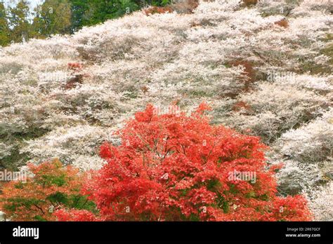 Four Seasons Cherry Blossoms in Obara Stock Photo - Alamy