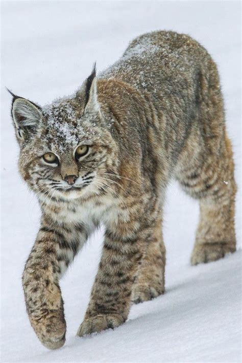 Winter Cat - Small Cat Walking in the Snow