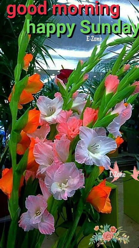 Pin By Eron On Good Morning Sunday Happy Sunday Flowers Good