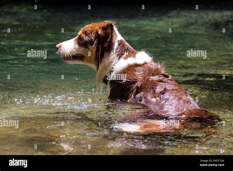 Border Collie At River Hi Res Stock Photography And Images Alamy