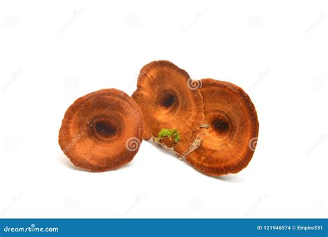 Coltricia Cinnamomea Fungus Stock Photo Image Of Mushroom White