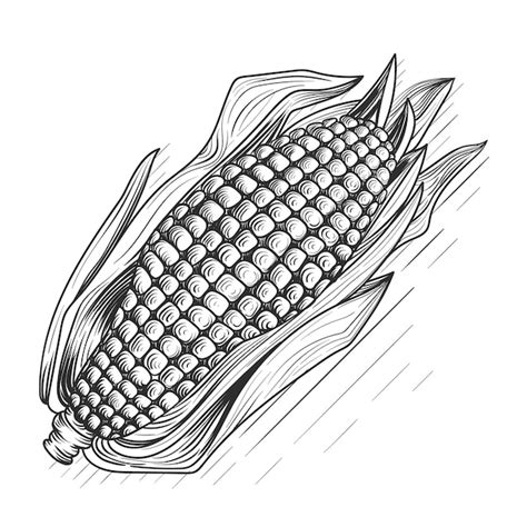 Premium Vector | Hand drawn corn on the cob drawing illustration