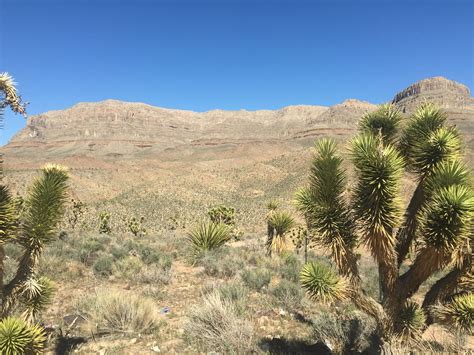 Desert And Mountains Joshua Tree Forest At Grapevine Mesa Mike