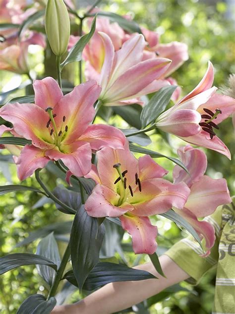 Lilie Lilium On Stage Blumenzwiebeln Und Frühlingsrhizome