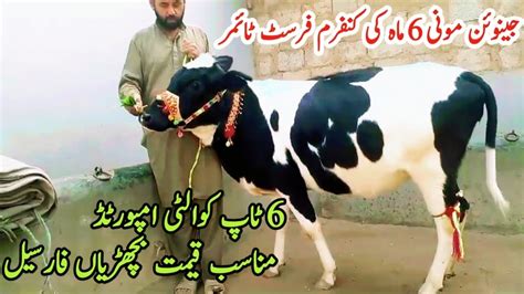 First Timer Heifers And Ditch Freasian Heifers For Sale In Punjab