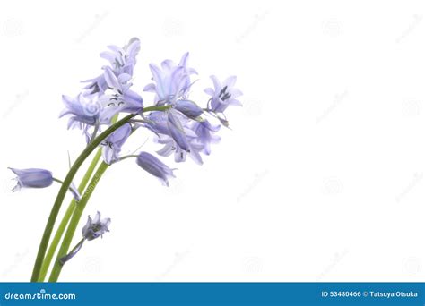 English Bluebell Stock Photo Image Of White Flower 53480466