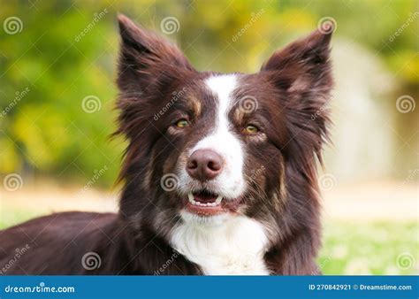 Chocolate Brown And White Tricolor Border Collie Stock Image Image Of