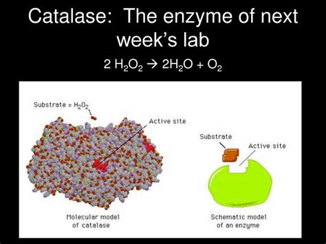 Do Now OBJECTIVES Identify The Monomers And Functions Of Proteins