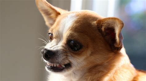 Snarling dog : What it's mean and how to deal with Dog Growling